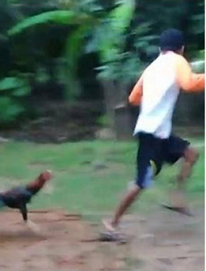 orang dikejar hewan (twitter.com/txtdarigajelas)