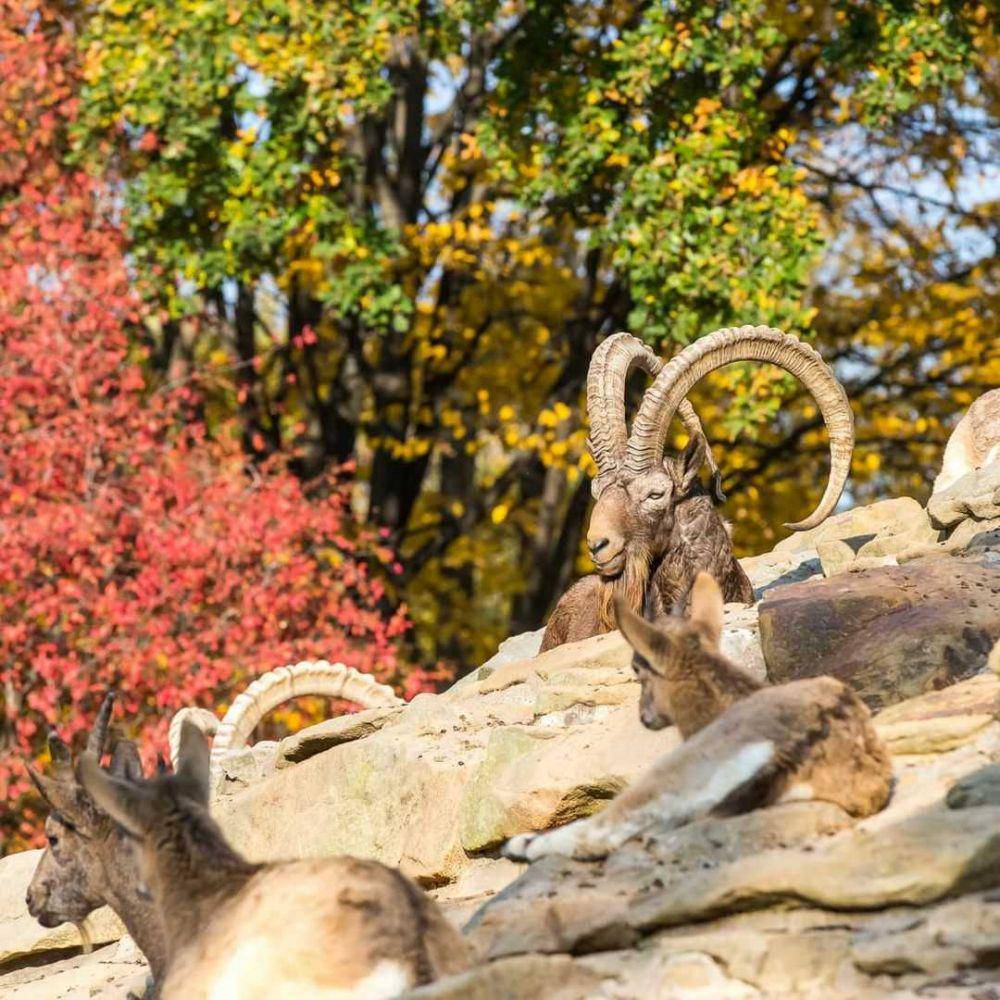 Berlin Zoo (instagram.com/zooberlin)