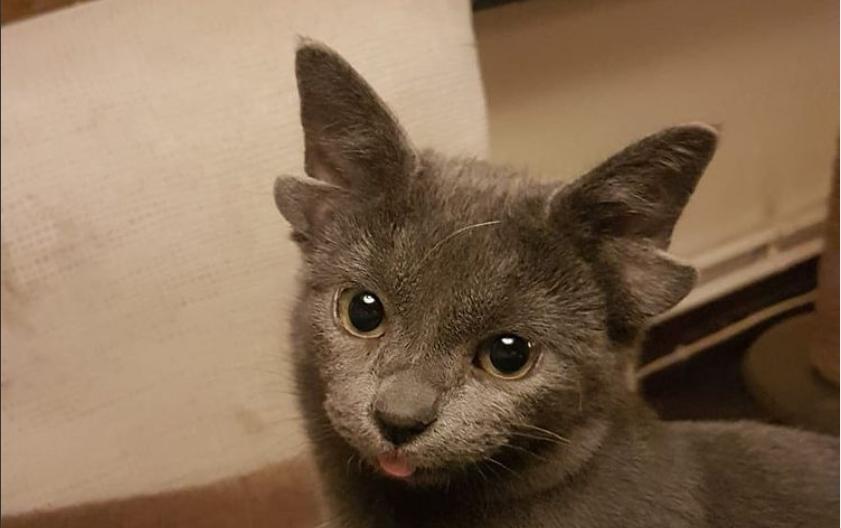 10 Potret Midas, Kucing Unik Bertelinga Empat