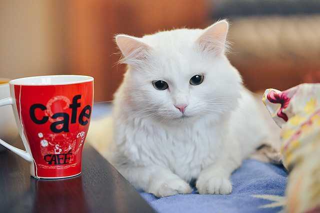 ilustrasi kucing (pixabay.com/99mimimi)