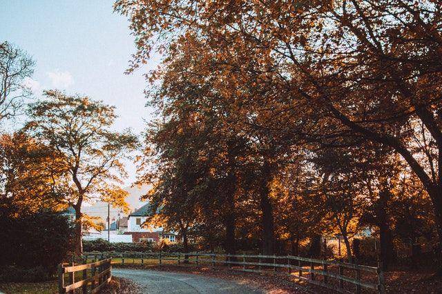 ilustrasi taman setelah hujan (pexels.com/Lisa)