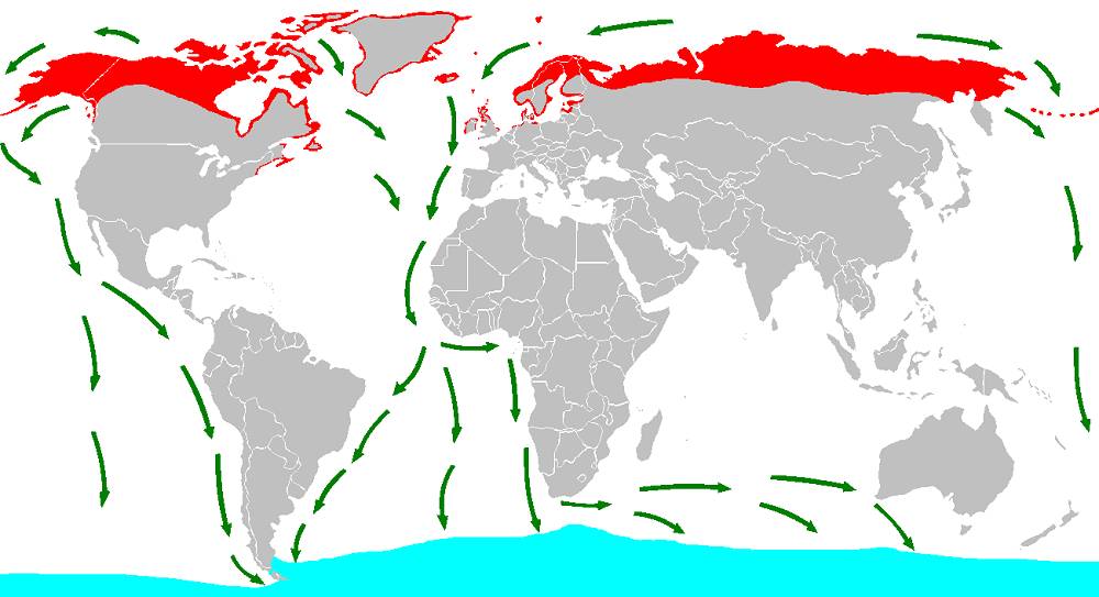 Peta migrasi dara laut arktik. (commons.wikimedia.org/Andreas Trepte)