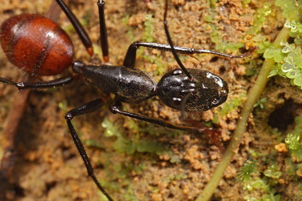 ilustrasi giant ant atau semut raksasa (Wikimedia Creative Commons/Steve Shattuck)