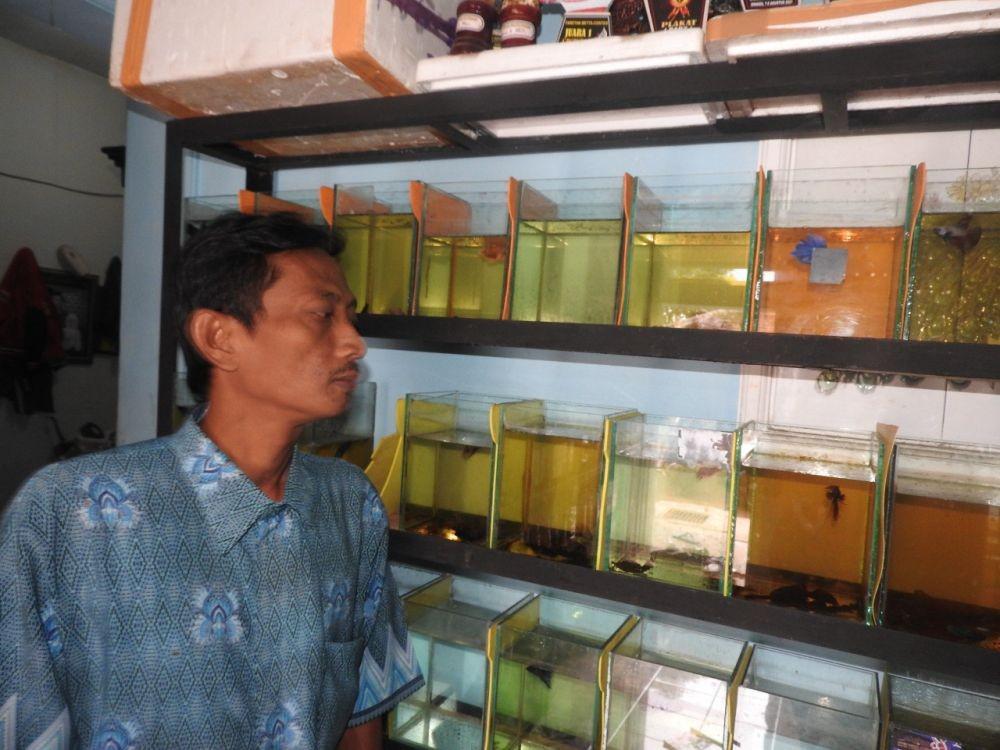 Malang Betta Kontes Siap Gelar Kejuaraan Ikan Cupang
