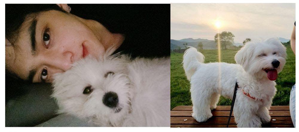 S.Coups SEVENTEEN dan Kkuma (koreaboo.com)