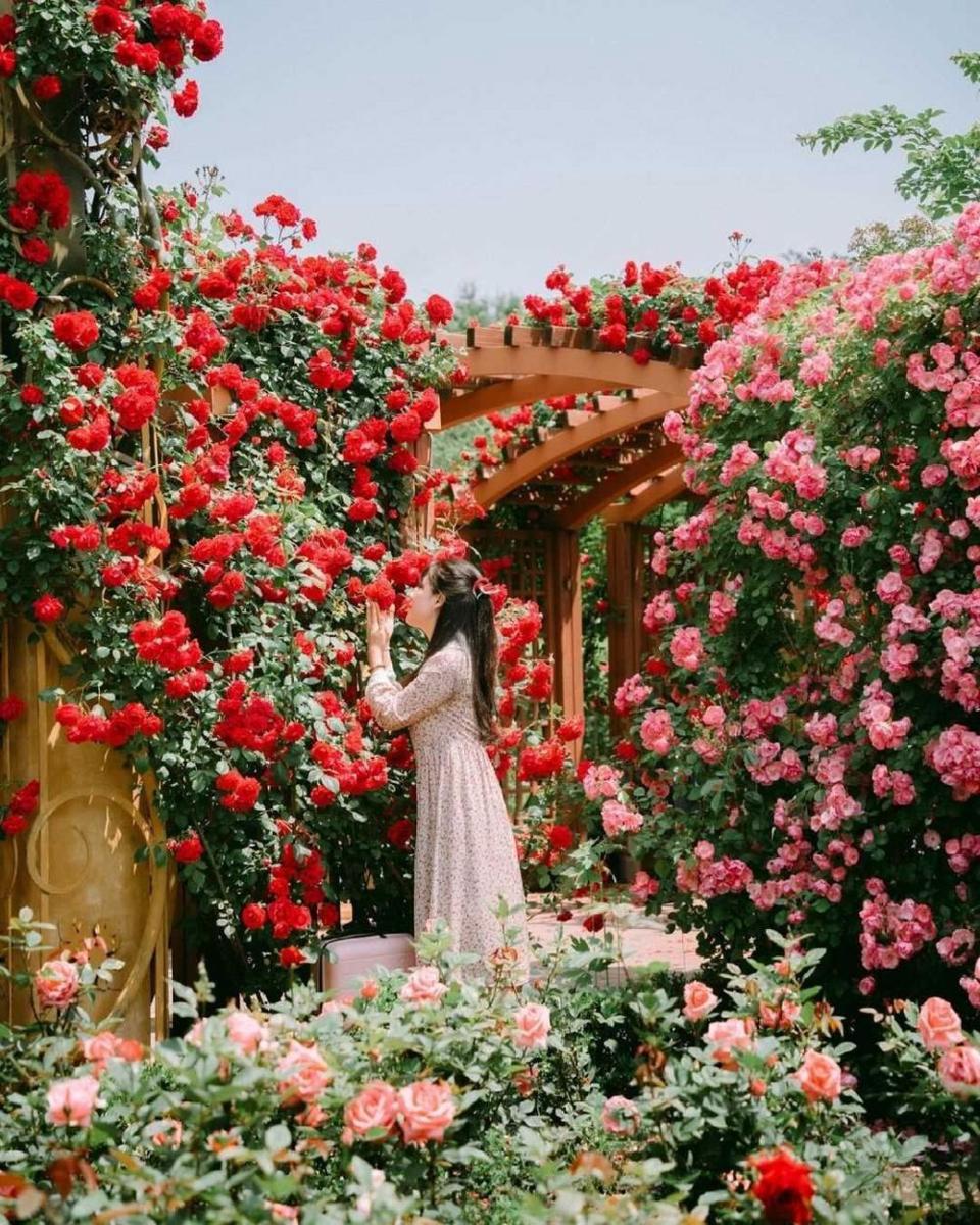 Hanbat Arboretum (instagram.com/trazy_korea)