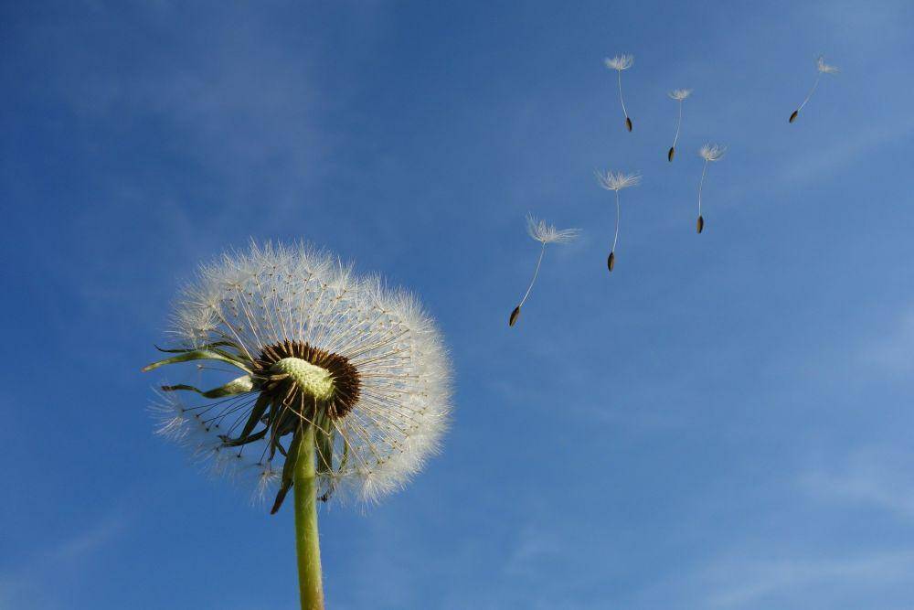 ilustrasi dandelion (pixabay.com/Michael Schwarzenberger)