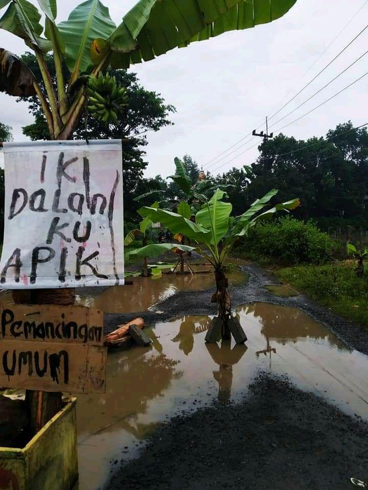 Protes Jalan Rusak di Banyuwangi, Warga Tanam Pohon Pisang