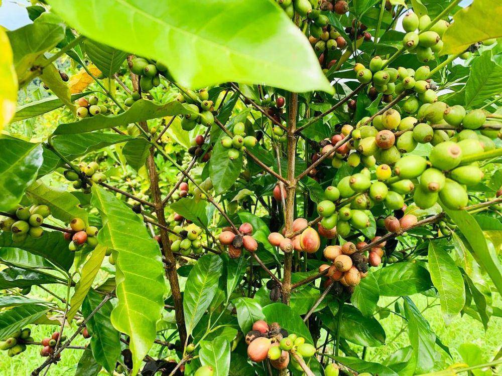 potret Labi Coffee Farm (instagram.com/labicoffee)
