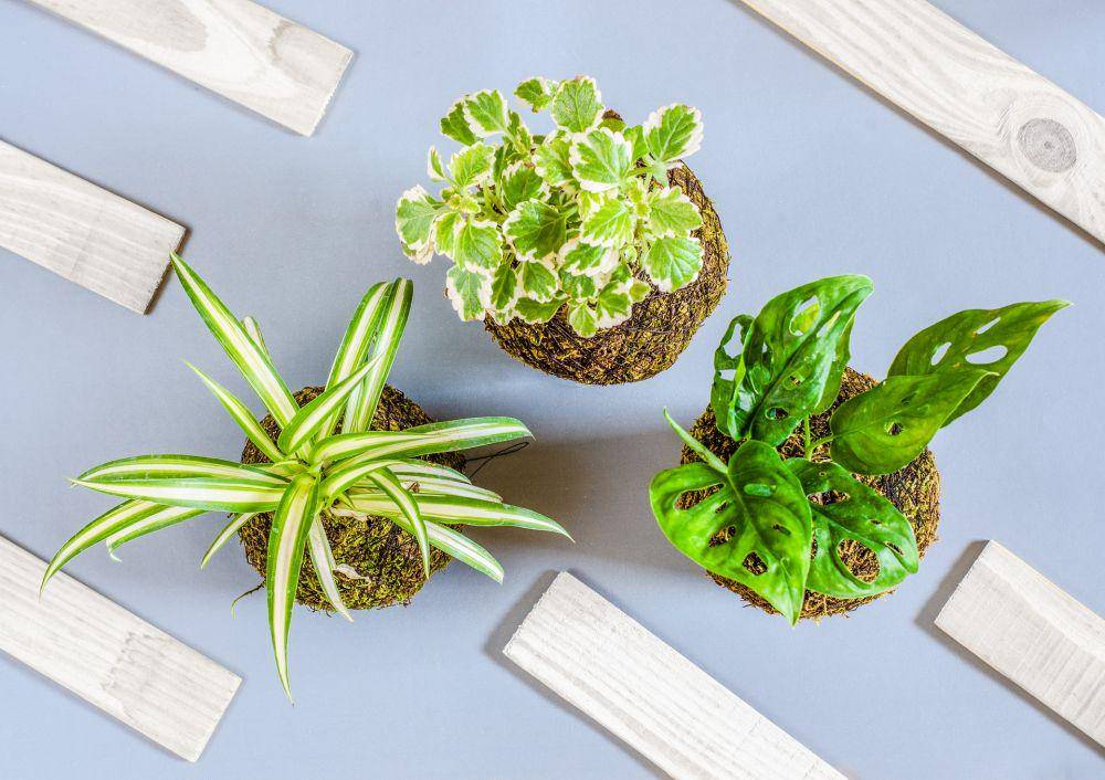 ilustrasi kokedama (pixabay.com/parblusa)