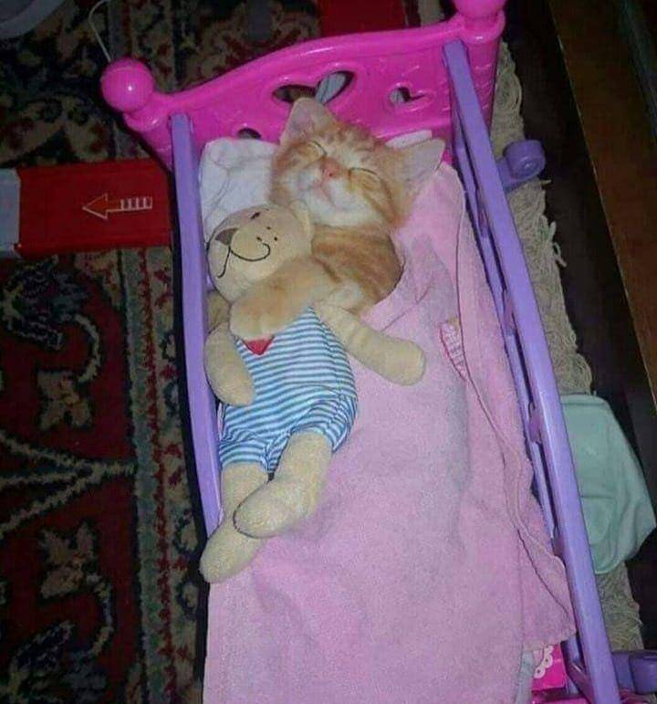 potret kucing peluk boneka saat tidur (twitter.com/twitkocheng)