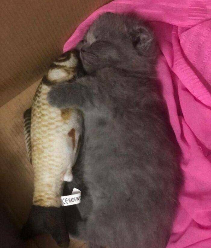 potret kucing peluk boneka saat tidur (boredpanda.com)