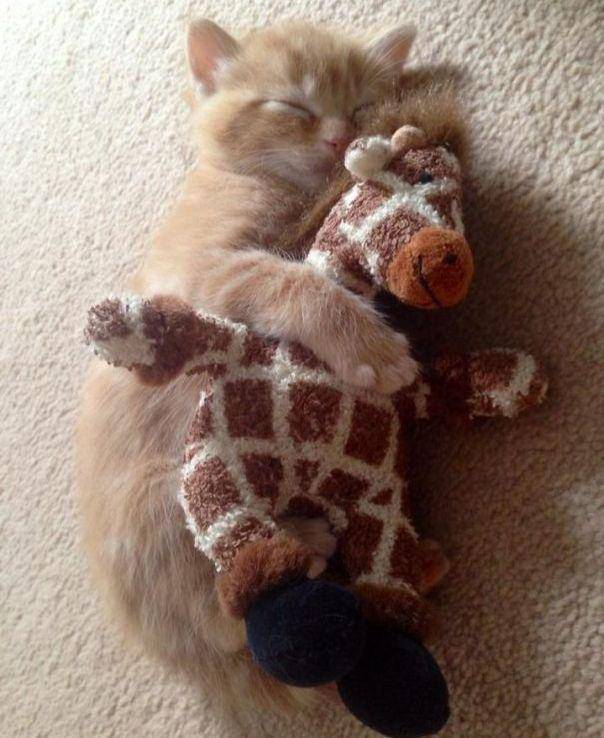 potret kucing peluk boneka saat tidur (reddit.com/Antpoke)