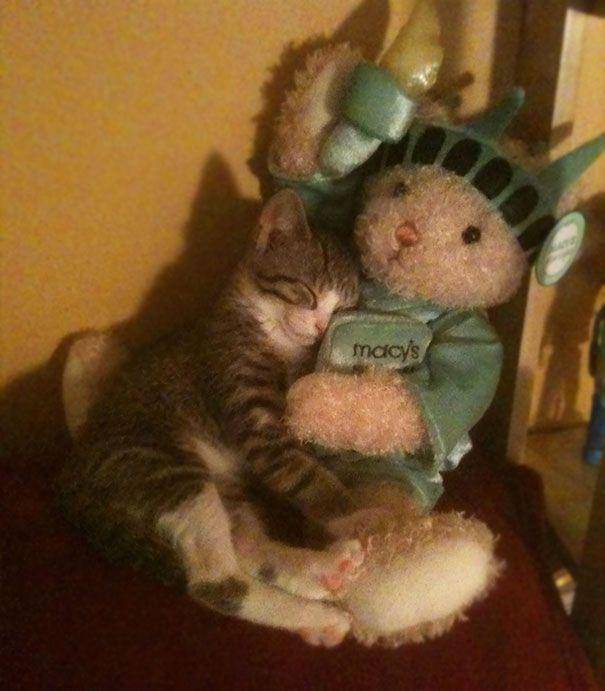 potret kucing peluk boneka saat tidur (imgur.com/Roadkillrose)