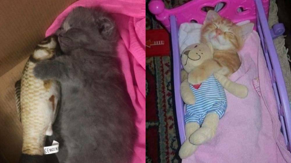 kolase potret kucing peluk boneka saat tidur (boredpanda.com) | (twitter.com/twitkocheng)