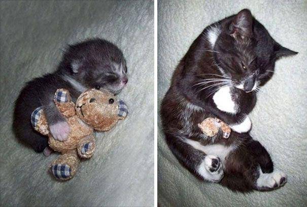 potret kucing peluk boneka saat tidur (reddit.com/DrLionzilla)