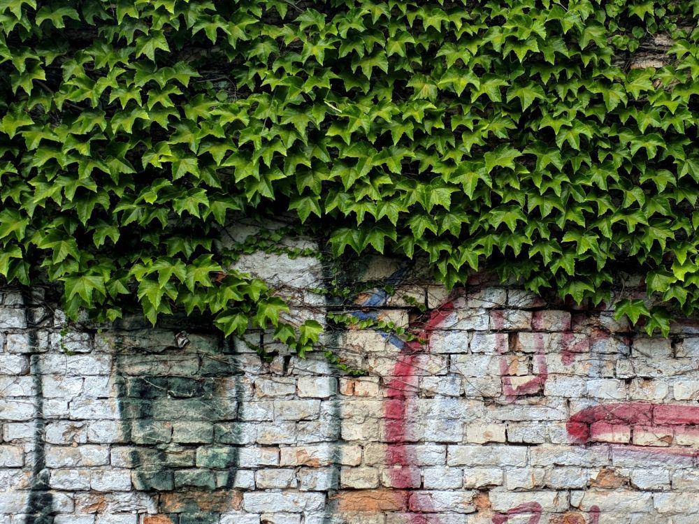 ilustrasi wall plants (unsplash.com/@noushadpp)