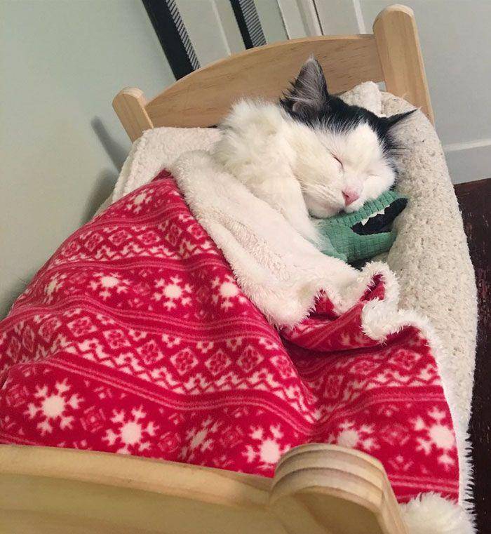 potret kucing peluk boneka saat tidur (boredpanda.com)