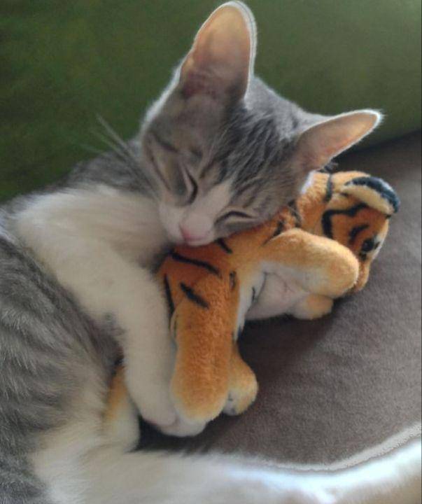 potret kucing peluk boneka saat tidur (reddit.com/Scoobs93)