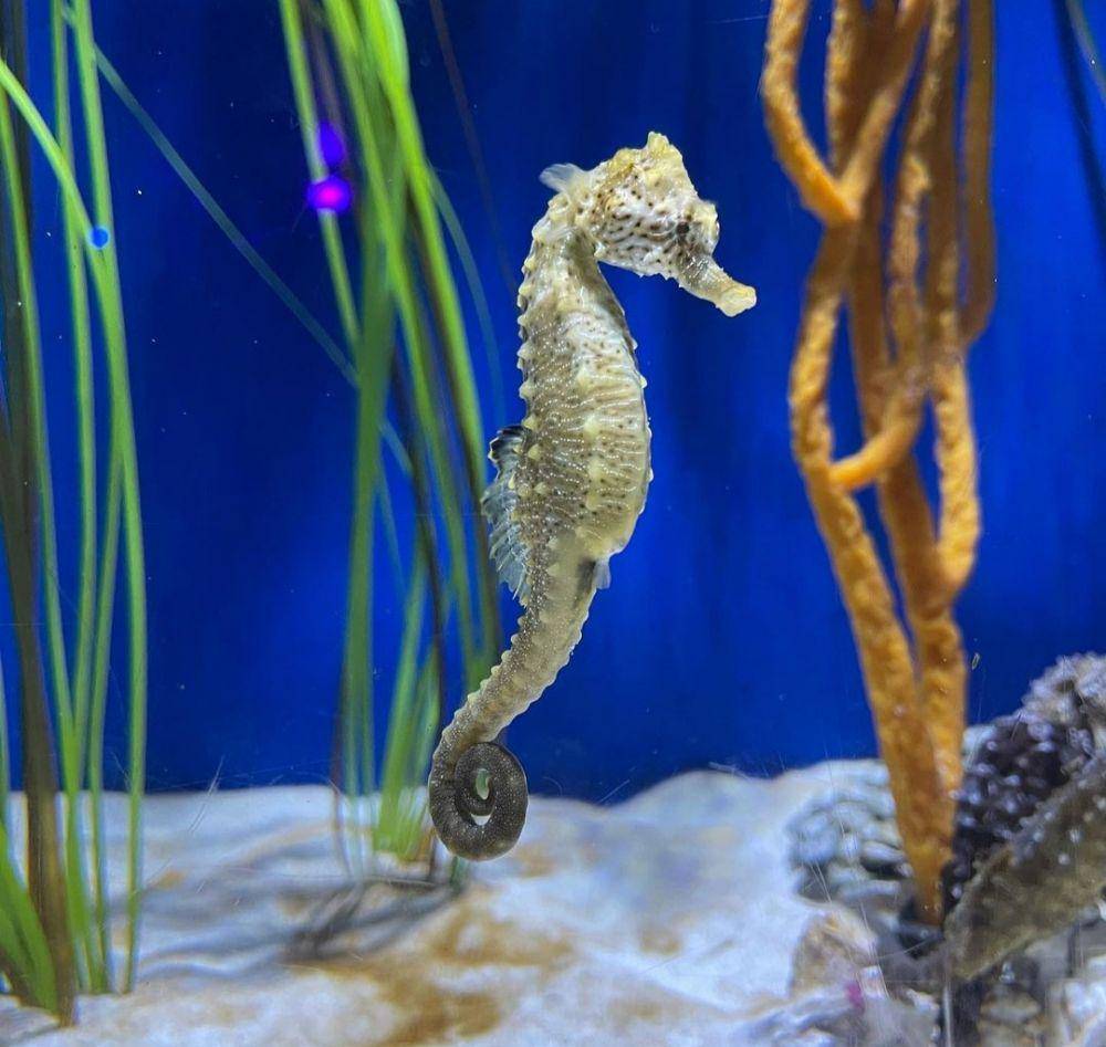 Adventure Aquarium (instagram.com/cecewendel)