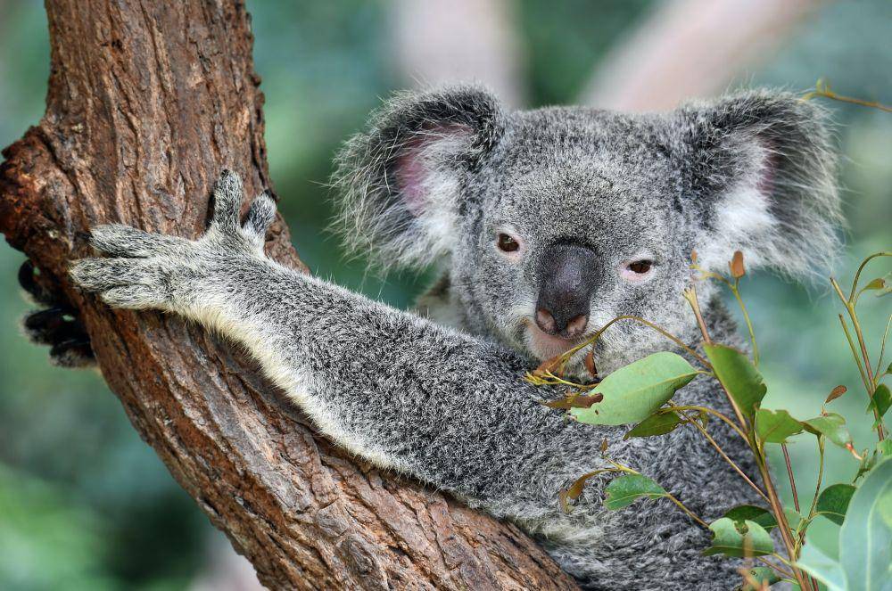 ilustrasi hewan koala (unsplash.com/David Clode)