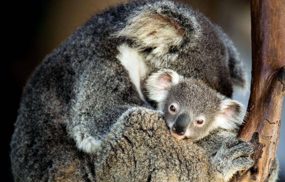 ilustrasi bayi koala dan induknya (unsplash.com/David Clode)