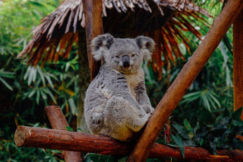 ilustrasi hewan koala (unsplash.com/Ellicia)