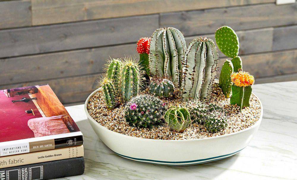 ilustrasi dish garden kaktus (bhg.com/JASON DONNELLY)
