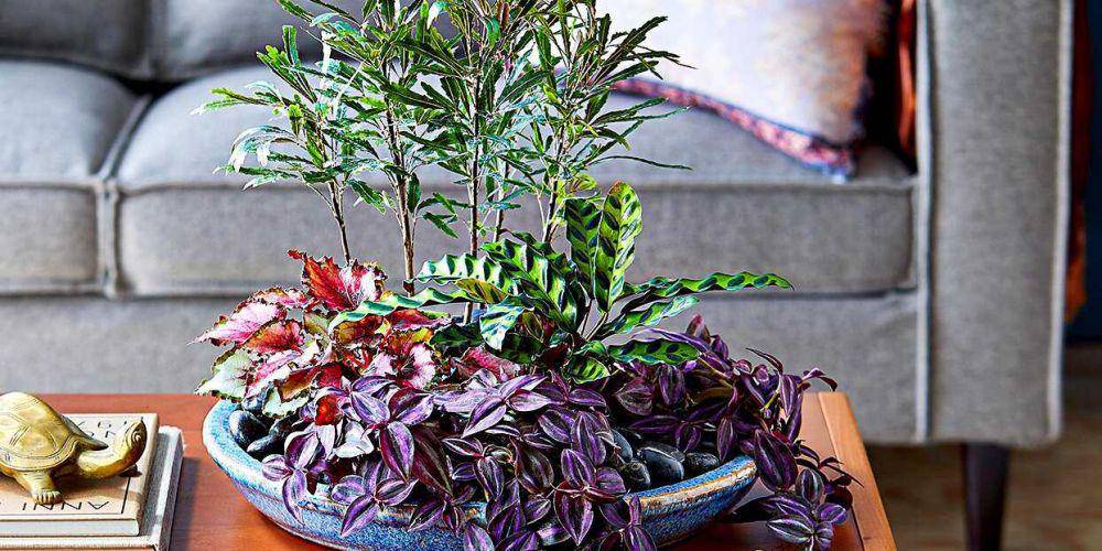 ilustrasi jungle dish garden (bhg.com/CARSON DOWNING)