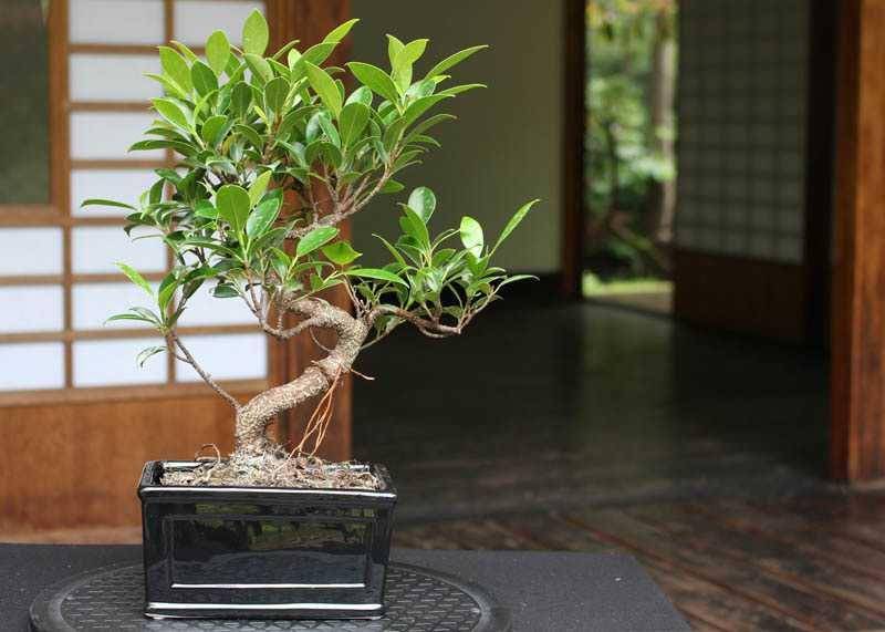 ilustrasi bonsai ficus (bonsaiempire.com)