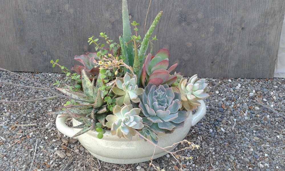 ilustrasi rosette dish garden (lion-arted.com)