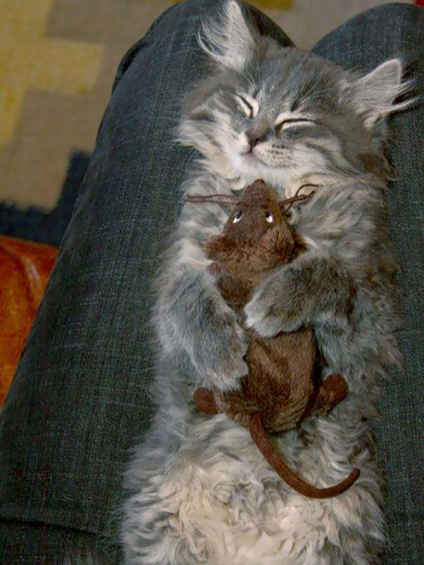 potret kucing peluk boneka saat tidur (imgur.com/sccorpio19)