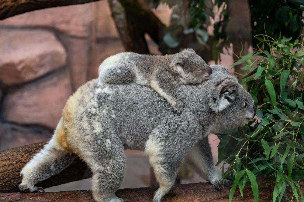 ilustrasi induk koala menggendong bayinya (pexels.com/Jonathan Iajoie)