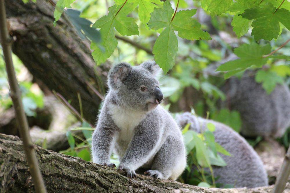 ilustrasi hewan koala (pexels.com/Pixabay)