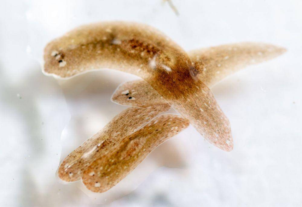 ilustrasi flatworm (britannica.com)