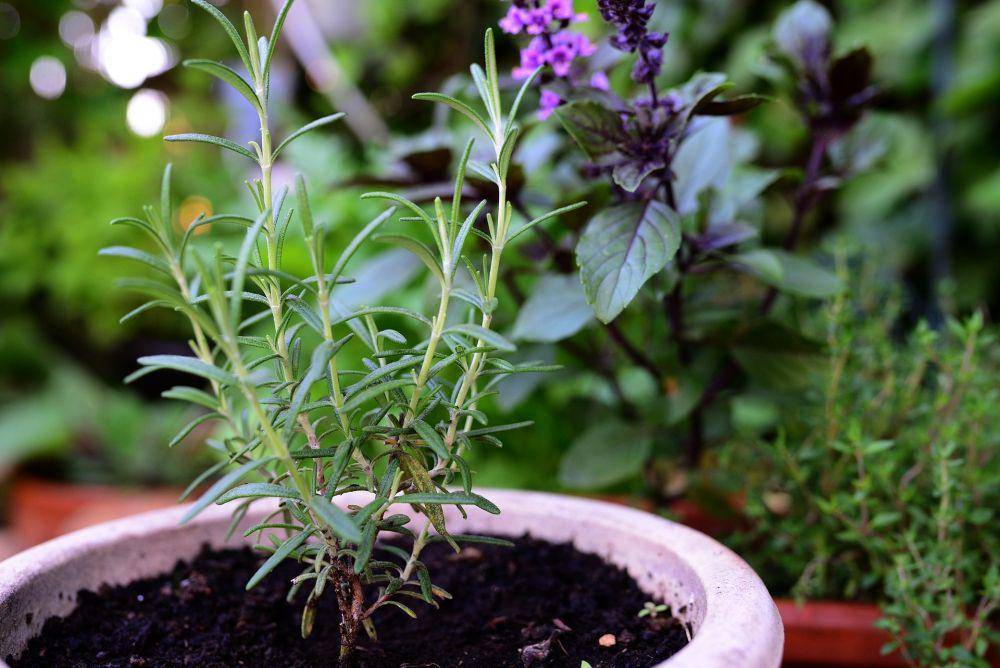 tanaman rosemary (pixabay.com/congerdesign)