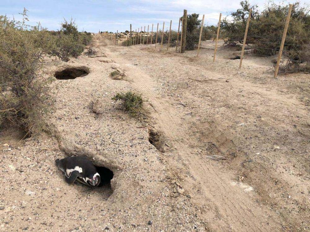Pagar listrik tak jauh dari sarang penguin di Taman Nasional Punta Tombo, Argentina. (twitter.com/gobiernochubut)