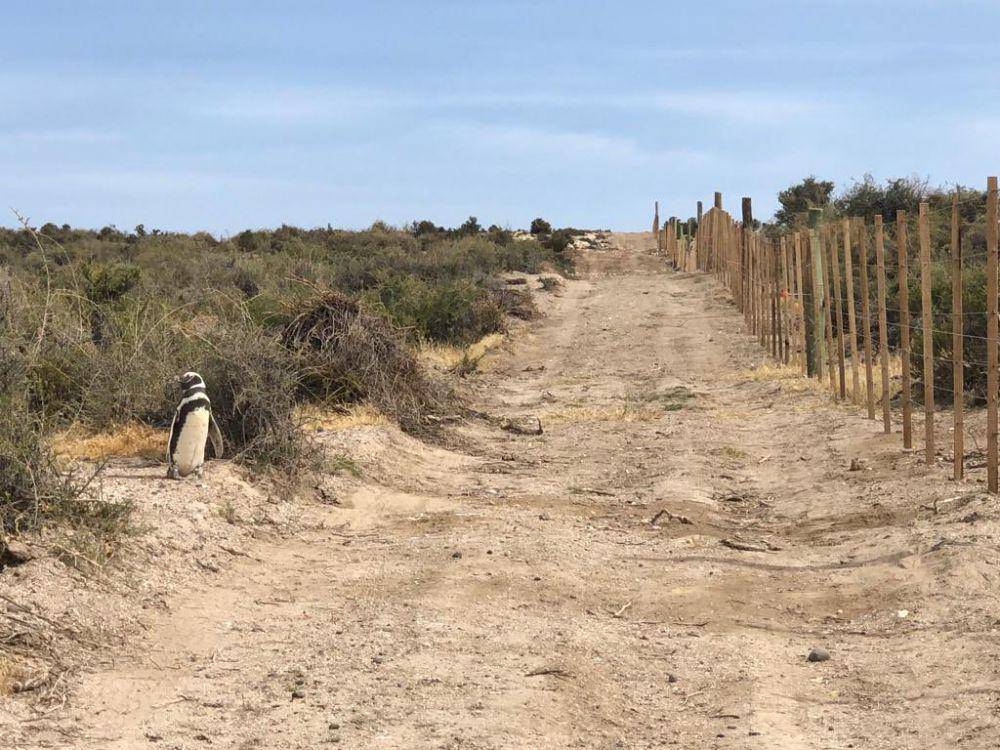 Pagar listrik di area Taman Nasional Punta Tombo, Argentina. (twitter.com/pesotolp)