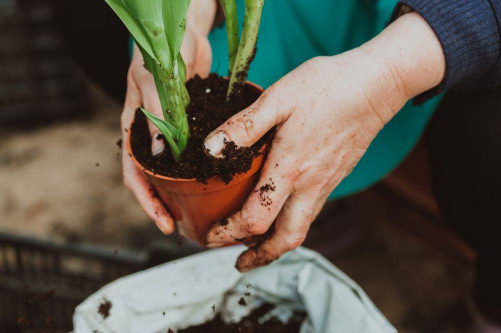 ilustrasi melakukan repotting (pexels.com/filirovska)