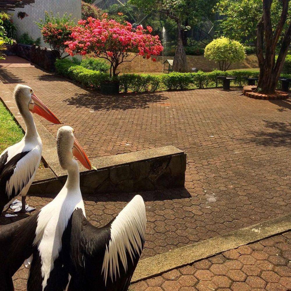 Taman Burung di Taman Mini Indonesia Indah, Jakarta Timur (instagram.com/tamanburung.tmii)