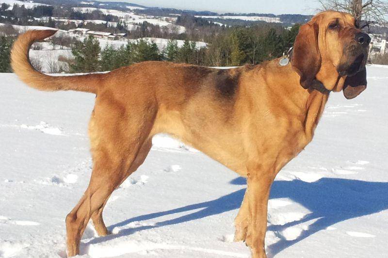 Bloodhound (en.wikipedia.org)