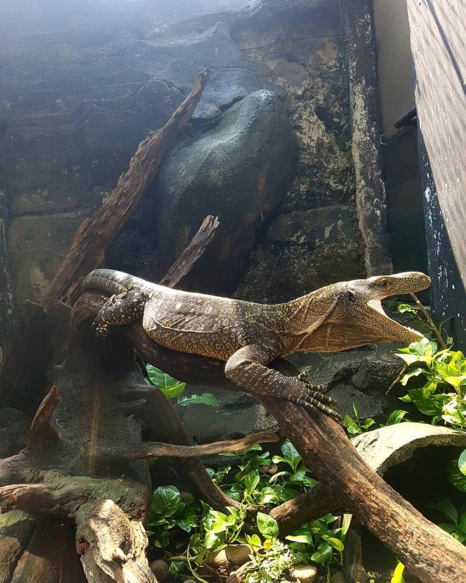Museum Komodo dan Taman Reptil, Jakarta Timur (instagram.com/jj19852)