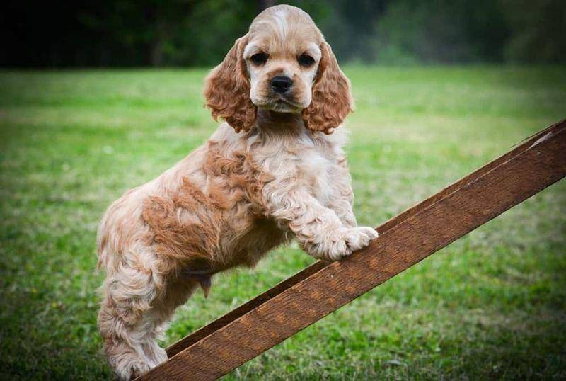 American cocker spaniel (dogfoodsmart.com)