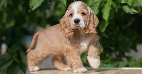 American cocker spaniel (petme.lk)