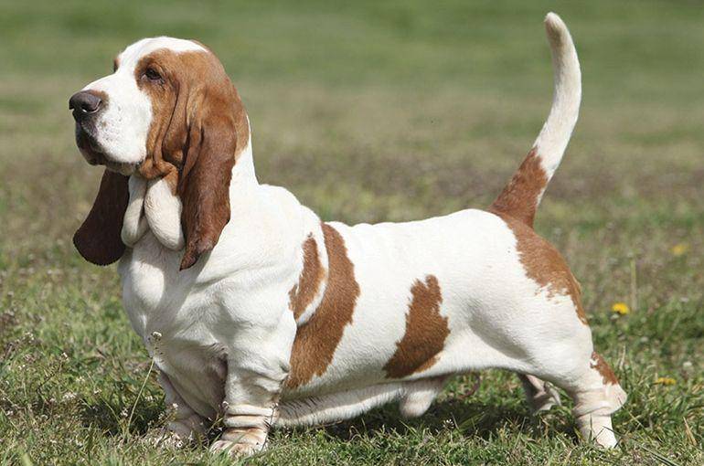 Bassethound (dogsnsw.org.au)
