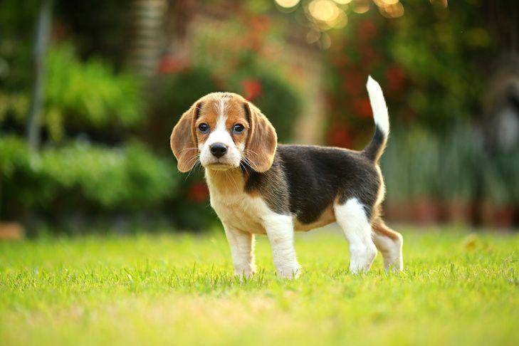 Beagle (akc.org)