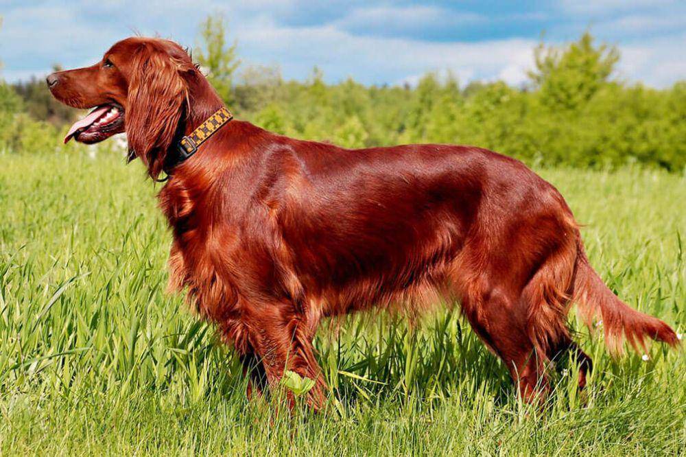 Setter (dogmal.com)