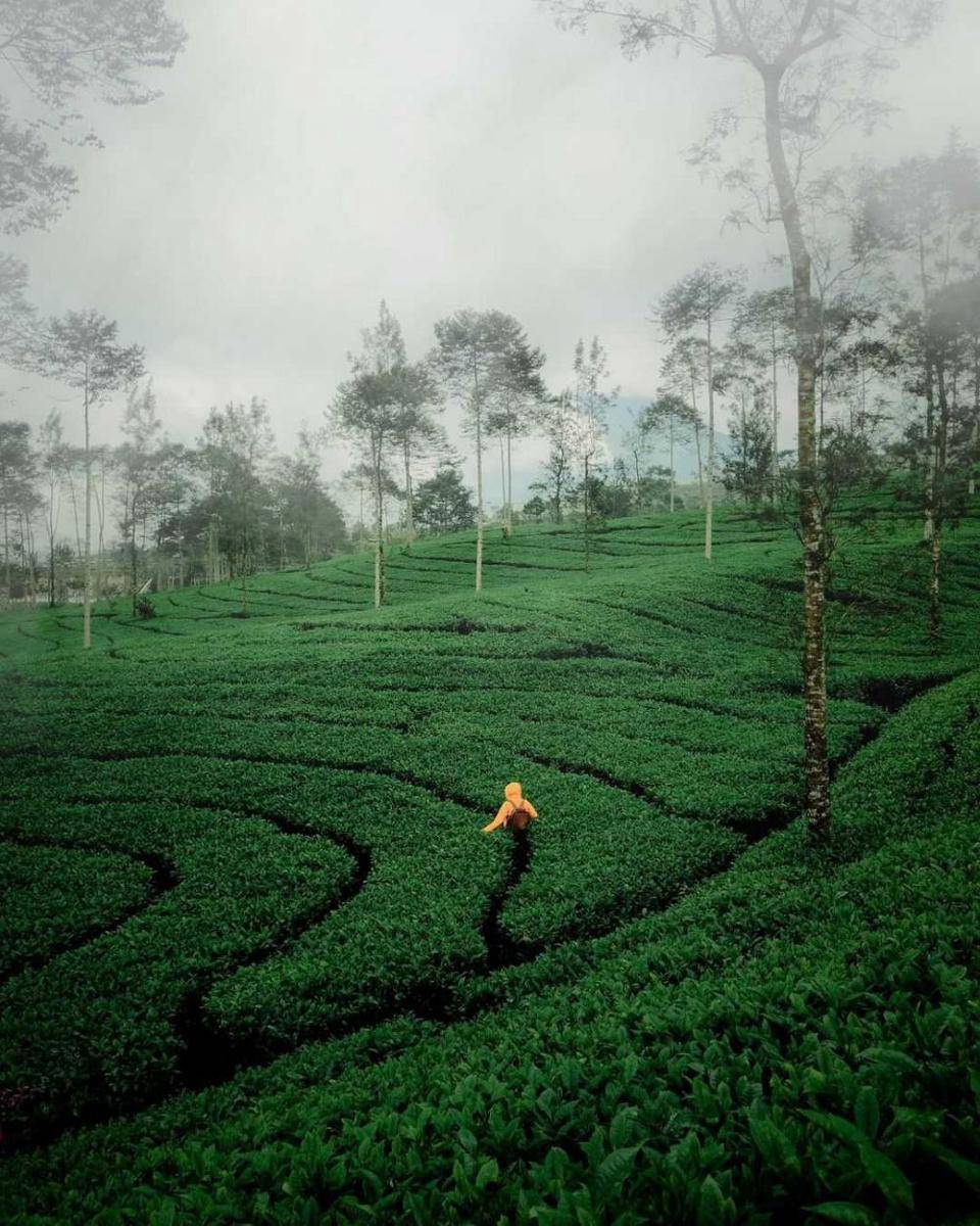 Kebun Teh Bedakah (instagram.com/sugiwarwer14)