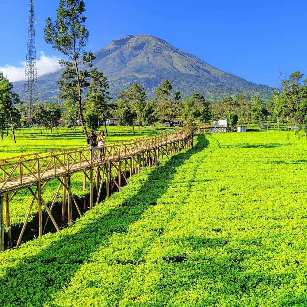 Kebun Teh Tambi (instagram.com/ikesndip)