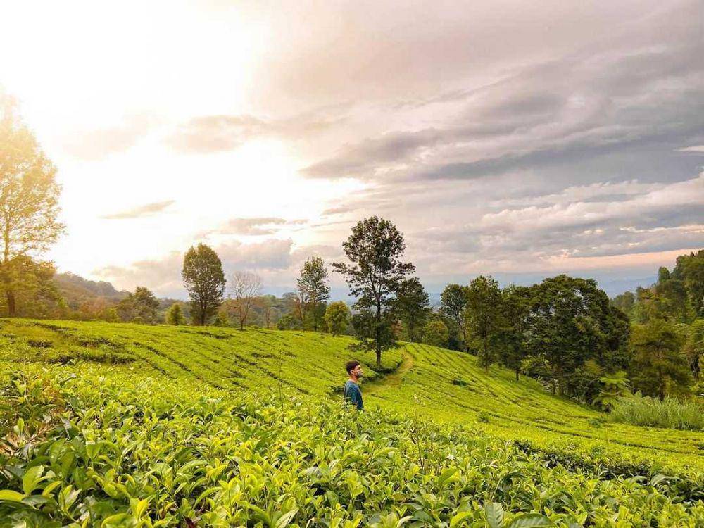 Kebun Teh Gunung Mas (instagram.com/rivad.fasya)